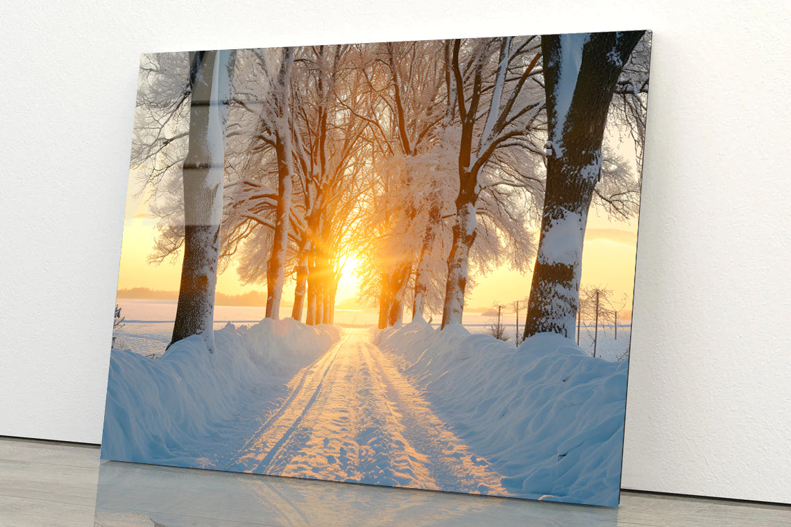Winter with Tree Alley at Sunset Acrylic Glass Print Tempered Glass Wall Art 100% Made in Australia Ready to Hang - Bella Home Decor