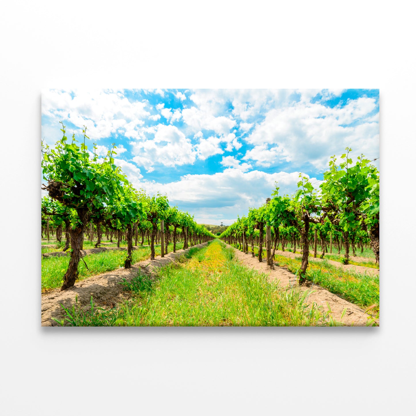 Barossa Valley Grape Vines South Australia Wall Art Decor 100% Australian Made