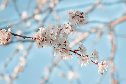 Close-Up Of the Blossoming Branch in Spring Wall Art Decor 100% Australian Made