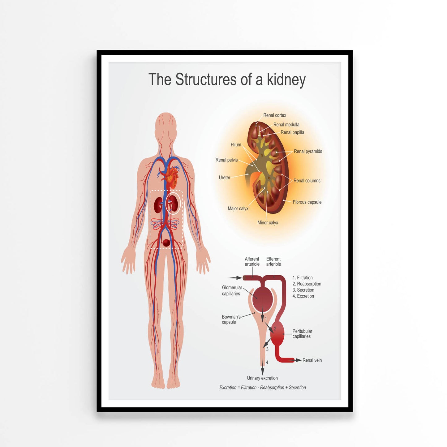 Kidney Structures Stock Illustration Home Decor Premium Quality Poster Print Choose Your Sizes