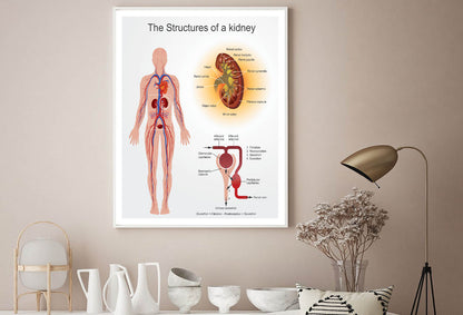 Kidney Structures Stock Illustration Home Decor Premium Quality Poster Print Choose Your Sizes