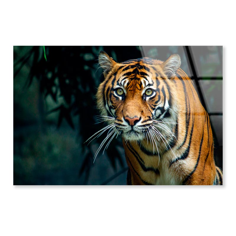 Proud Sumatran Tiger Prowling Towards  Acrylic Glass Print Tempered Glass Wall Art 100% Made in Australia Ready to Hang - Bella Home Decor
