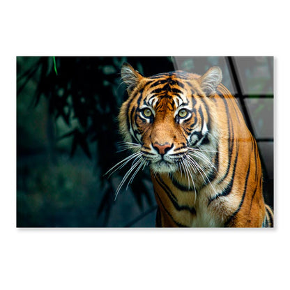 Proud Sumatran Tiger Prowling Towards  Acrylic Glass Print Tempered Glass Wall Art 100% Made in Australia Ready to Hang - Bella Home Decor