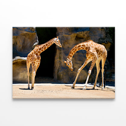 Giraffes at Taronga Park Zoo Sydney Wall Art Decor 100% Australian Made