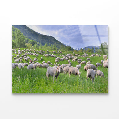 Flock of Sheep in Greenery Grassland at spring Acrylic Glass Print Tempered Glass Wall Art 100% Made in Australia Ready to Hang