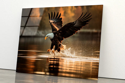 Eagle Flight Sunset River Forest Scenery Acrylic Glass Print Tempered Glass Wall Art 100% Made in Australia Ready to Hang
