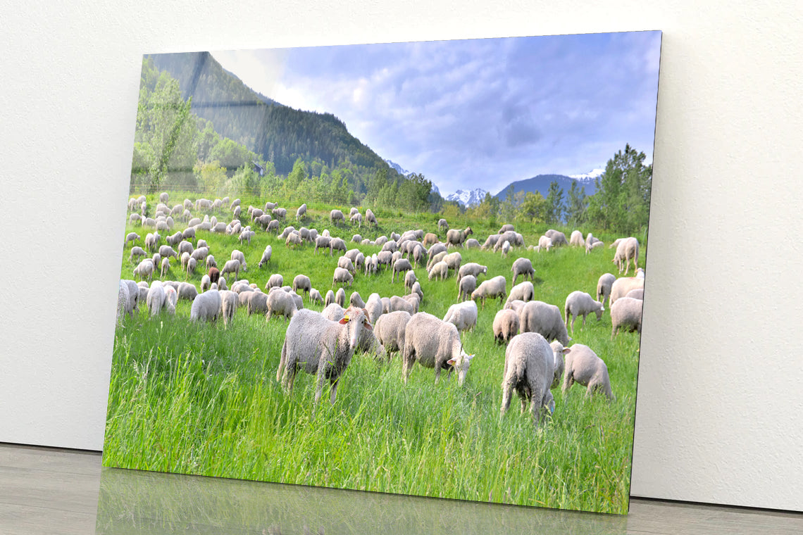 Flock of Sheep in Greenery Grassland at spring Acrylic Glass Print Tempered Glass Wall Art 100% Made in Australia Ready to Hang