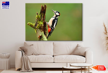 Great Spotted Woodpecker Wall Art Decor 100% Australian Made - Bella Home Decor