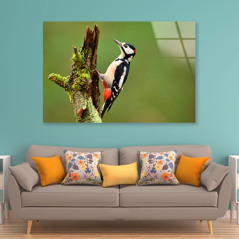 Great Spotted Woodpecker Acrylic Glass Print Tempered Glass Wall Art 100% Made in Australia Ready to Hang - Bella Home Decor
