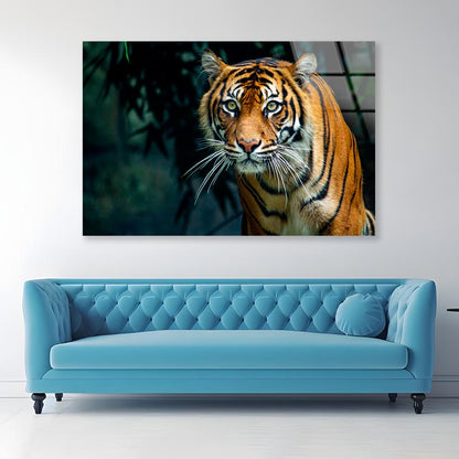 Proud Sumatran Tiger Prowling Towards  Acrylic Glass Print Tempered Glass Wall Art 100% Made in Australia Ready to Hang - Bella Home Decor