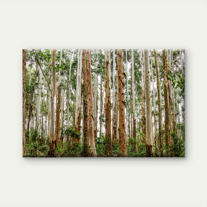 Brazilian Forest Eucalyptus Trees Wall Art Decor 100% Australian Made