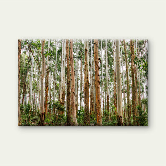 Brazilian Forest Eucalyptus Trees Wall Art Decor 100% Australian Made