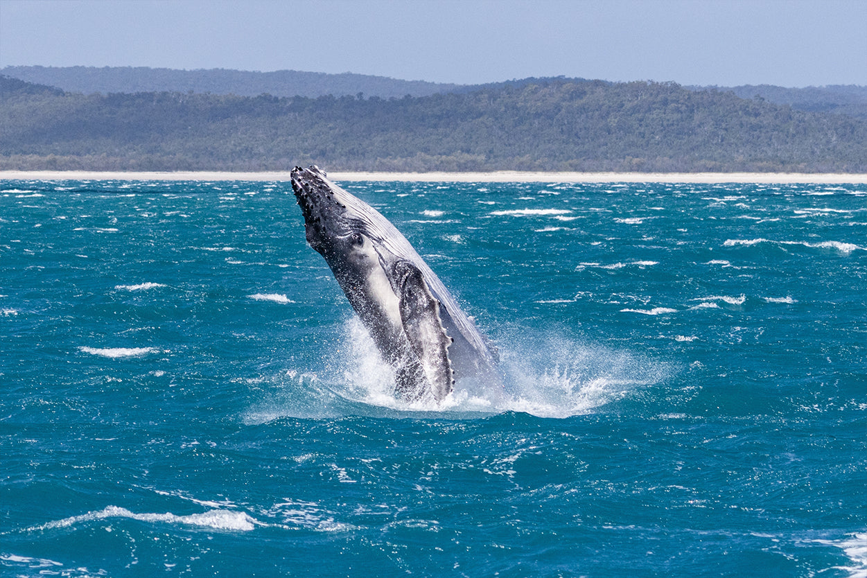 Fraser Island K’gari Queensland Whale Breach Wall Art Decor 100% Australian Made