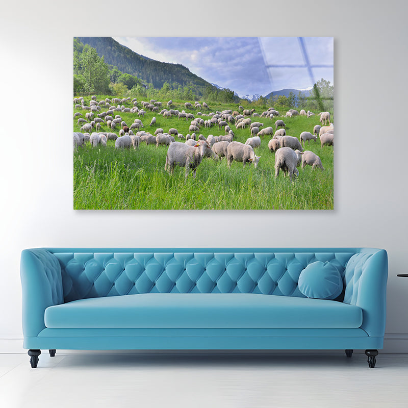 Flock of Sheep in Greenery Grassland at spring Acrylic Glass Print Tempered Glass Wall Art 100% Made in Australia Ready to Hang