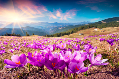 Beautiful spring crocus fields in Carpathian Mountains, Ukraine  Wall Art Decor 100% Australian Made