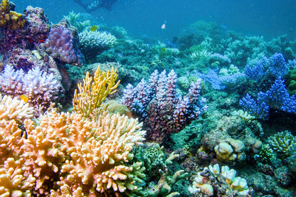 Coral Reef Underwater Scene Great Barrier Reef Queensland Wall Art Decor 100% Australian Made