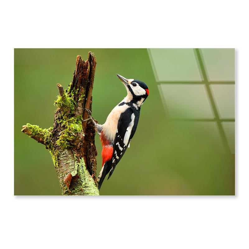 Great Spotted Woodpecker Acrylic Glass Print Tempered Glass Wall Art 100% Made in Australia Ready to Hang - Bella Home Decor