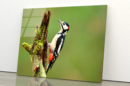 Great Spotted Woodpecker Acrylic Glass Print Tempered Glass Wall Art 100% Made in Australia Ready to Hang - Bella Home Decor