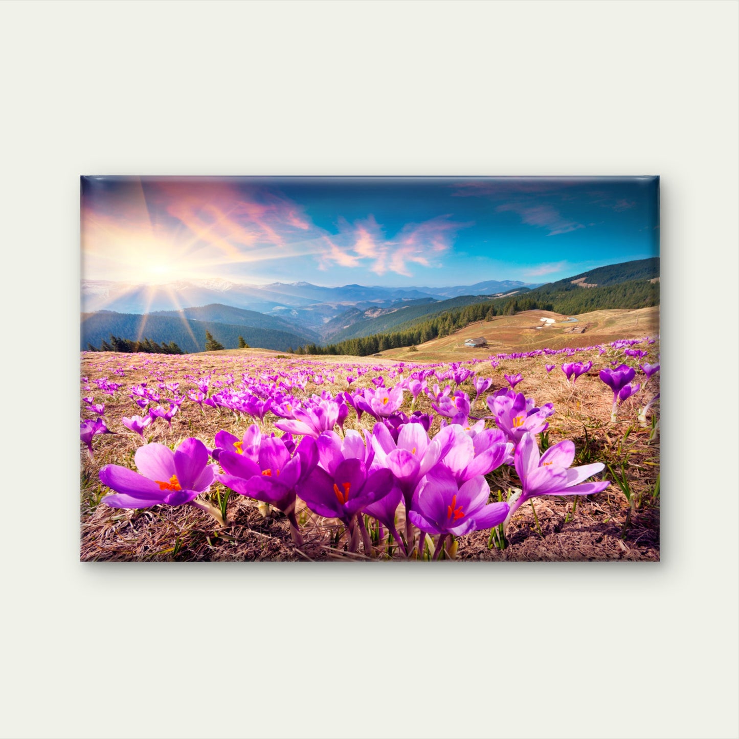 Beautiful spring crocus fields in Carpathian Mountains, Ukraine  Wall Art Decor 100% Australian Made