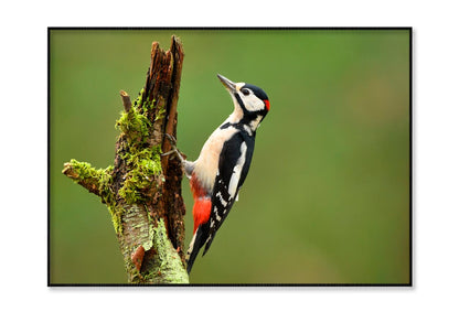 Great Spotted Woodpecker Home Decor Premium Quality Poster Print Choose Your Sizes