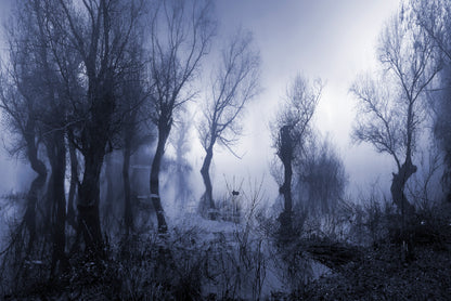 Misty Dark Swamp in autumn Home Decor Premium Quality Poster Print Choose Your Sizes