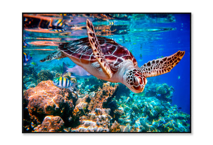 Turtle Swimming in The Ocean with Fish Home Decor Premium Quality Poster Print Choose Your Sizes