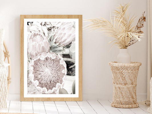 Protea Flowers Closeup Faded Photograph Glass Framed Wall Art, Ready to Hang Quality Print With White Border Oak