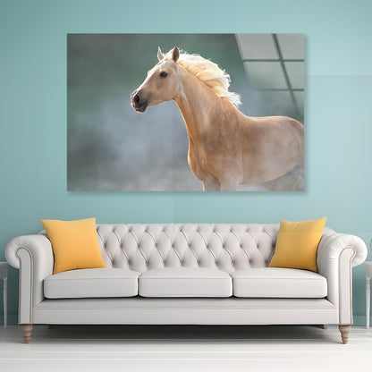 White Lusitano Horse in Movement Acrylic Glass Print Tempered Glass Wall Art 100% Made in Australia Ready to Hang