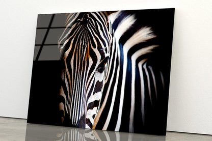 Wild Zebra in Black Background Acrylic Glass Print Tempered Glass Wall Art 100% Made in Australia Ready to Hang