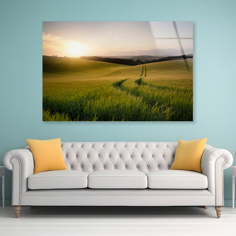 View of a Grassy Field with a Sun, Sky & Plants Acrylic Glass Print Tempered Glass Wall Art 100% Made in Australia Ready to Hang