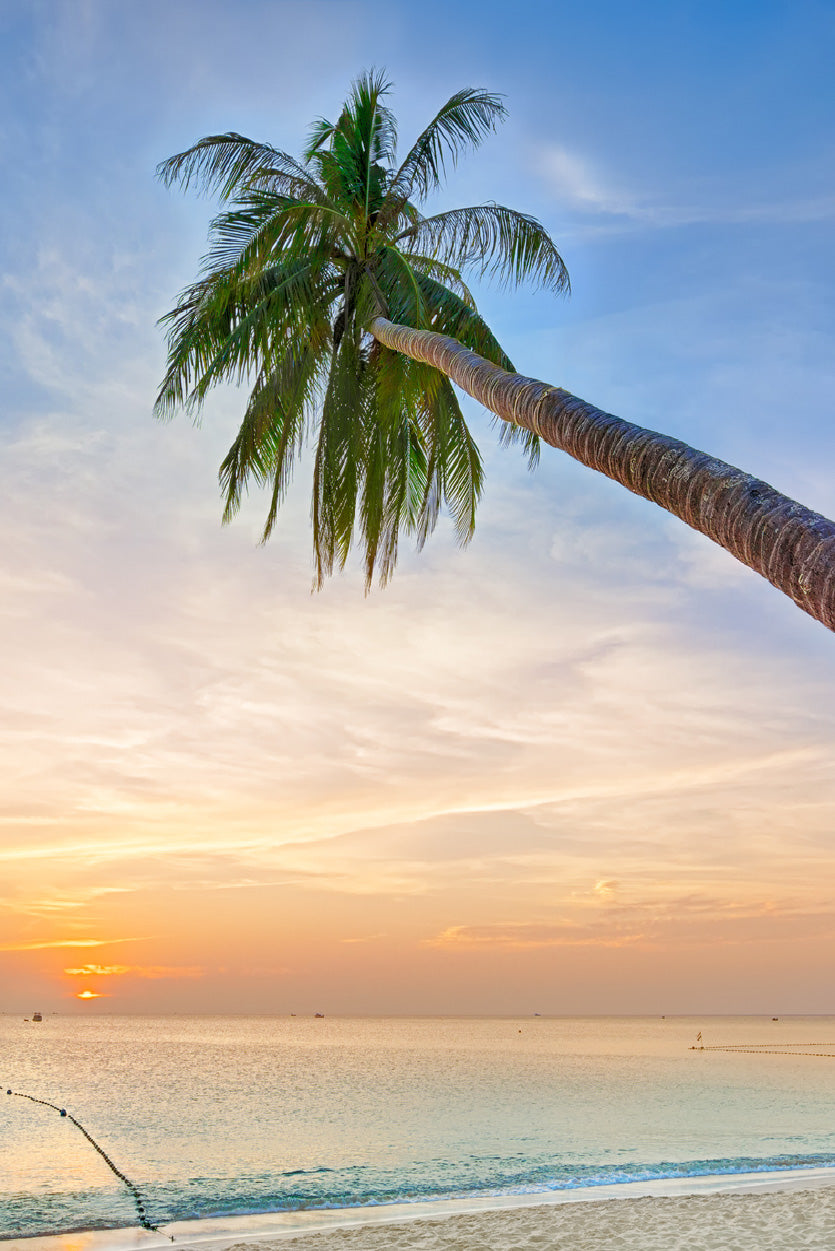 Palm Tree Leaning Over the Ocean at Sunset Photograph Glass Framed Wall Art, Ready to Hang Quality Print