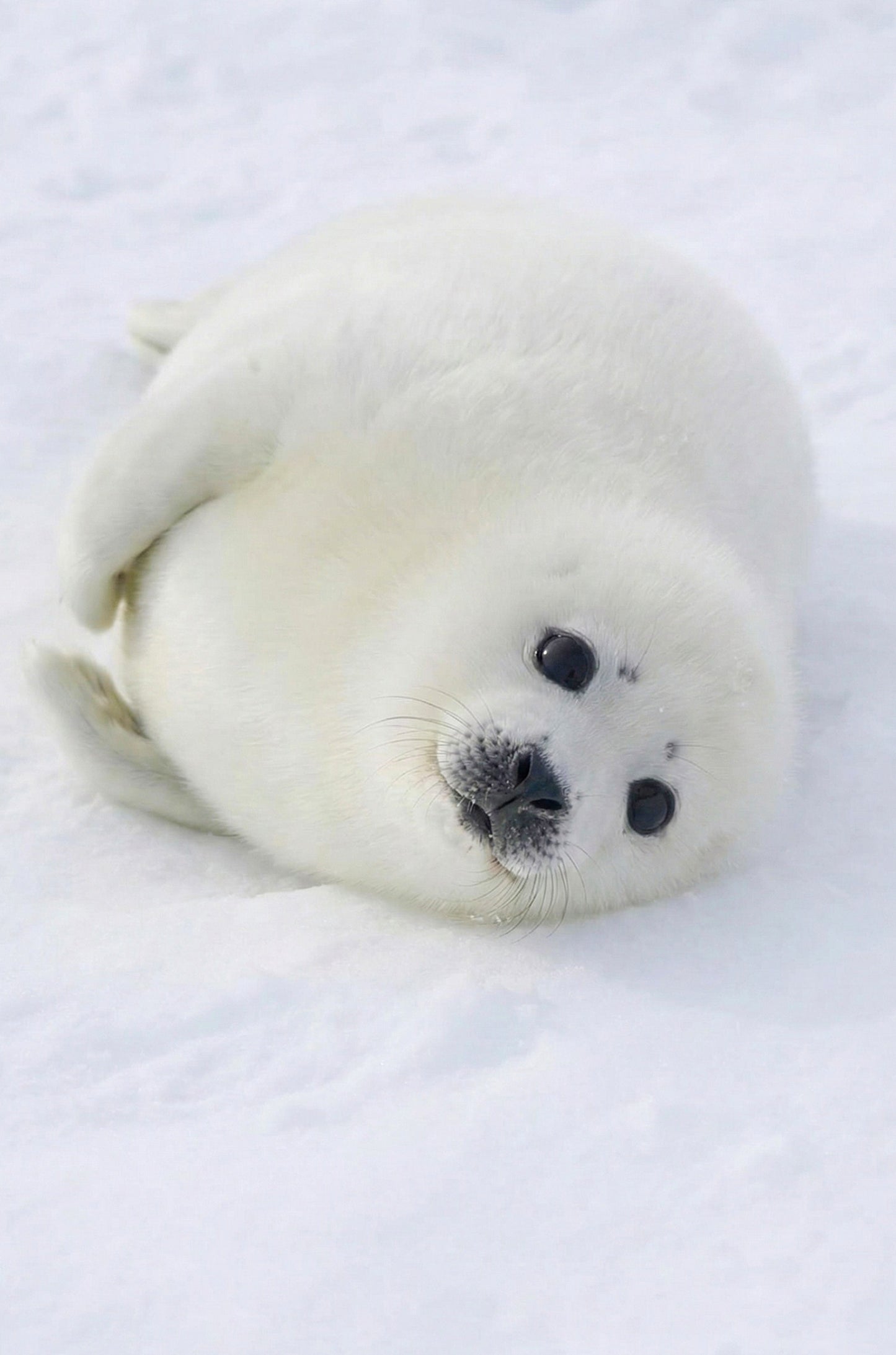 Baby Harp Seal Arctic 60x90cm Metal Print Ready to Hang