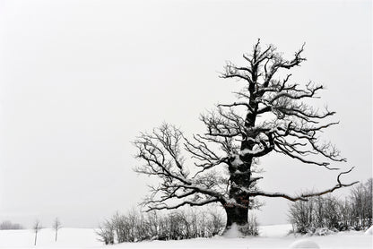 Oak Tree Winter Home Decor Premium Quality Poster Print Choose Your Sizes