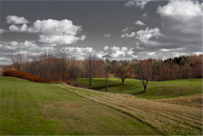 Tree Scenery with Black & White Sky Home Decor Premium Quality Poster Print Choose Your Sizes