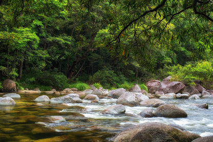 Daintree Rainforest Queensland Mossman River Hiking Wall Art Decor 100% Australian Made