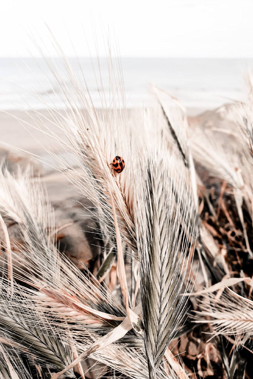 Ladybug on Sea Plants Closeup Photograph Glass Framed Wall Art, Ready to Hang Quality Print