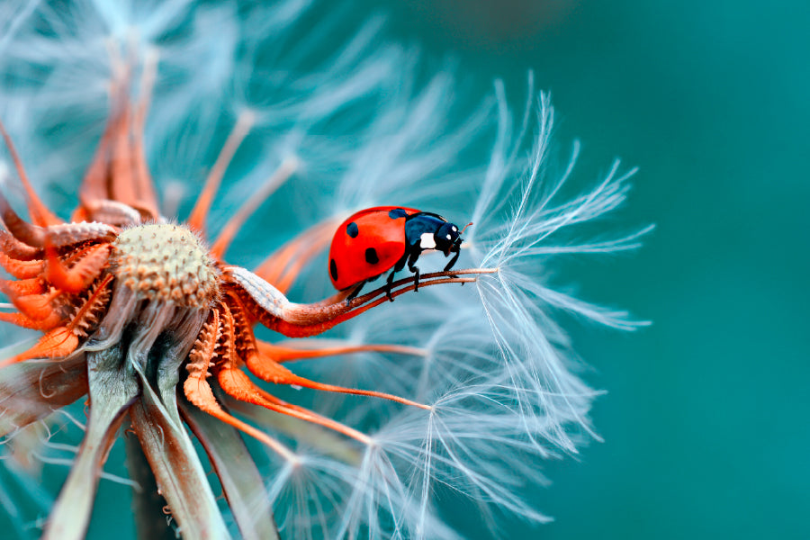 Lady Bug On A Flower Close Up Print 100% Australian Made