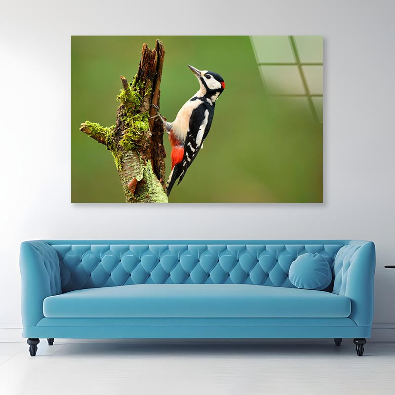 Great Spotted Woodpecker Acrylic Glass Print Tempered Glass Wall Art 100% Made in Australia Ready to Hang - Bella Home Decor