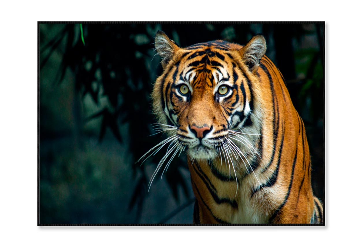 Proud Sumatran Tiger Prowling Towards Home Decor Premium Quality Poster Print Choose Your Sizes