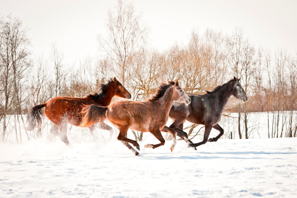 Group of Three Horses Running in Winter Wall Art Decor 100% Australian Made