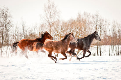Group of Three Horses Running in Winter Wall Art Decor 100% Australian Made