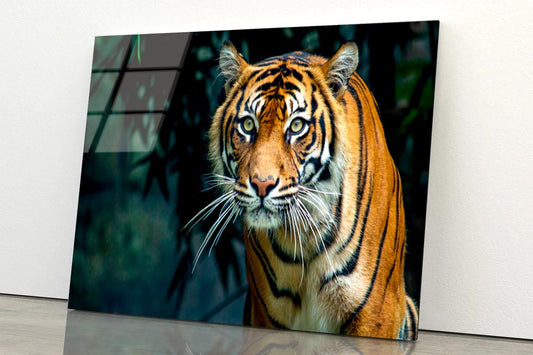 Proud Sumatran Tiger Prowling Towards  Acrylic Glass Print Tempered Glass Wall Art 100% Made in Australia Ready to Hang