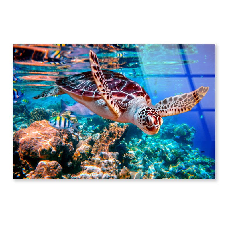 Turtle Swimming in The Ocean with Fish Acrylic Glass Print Tempered Glass Wall Art 100% Made in Australia Ready to Hang