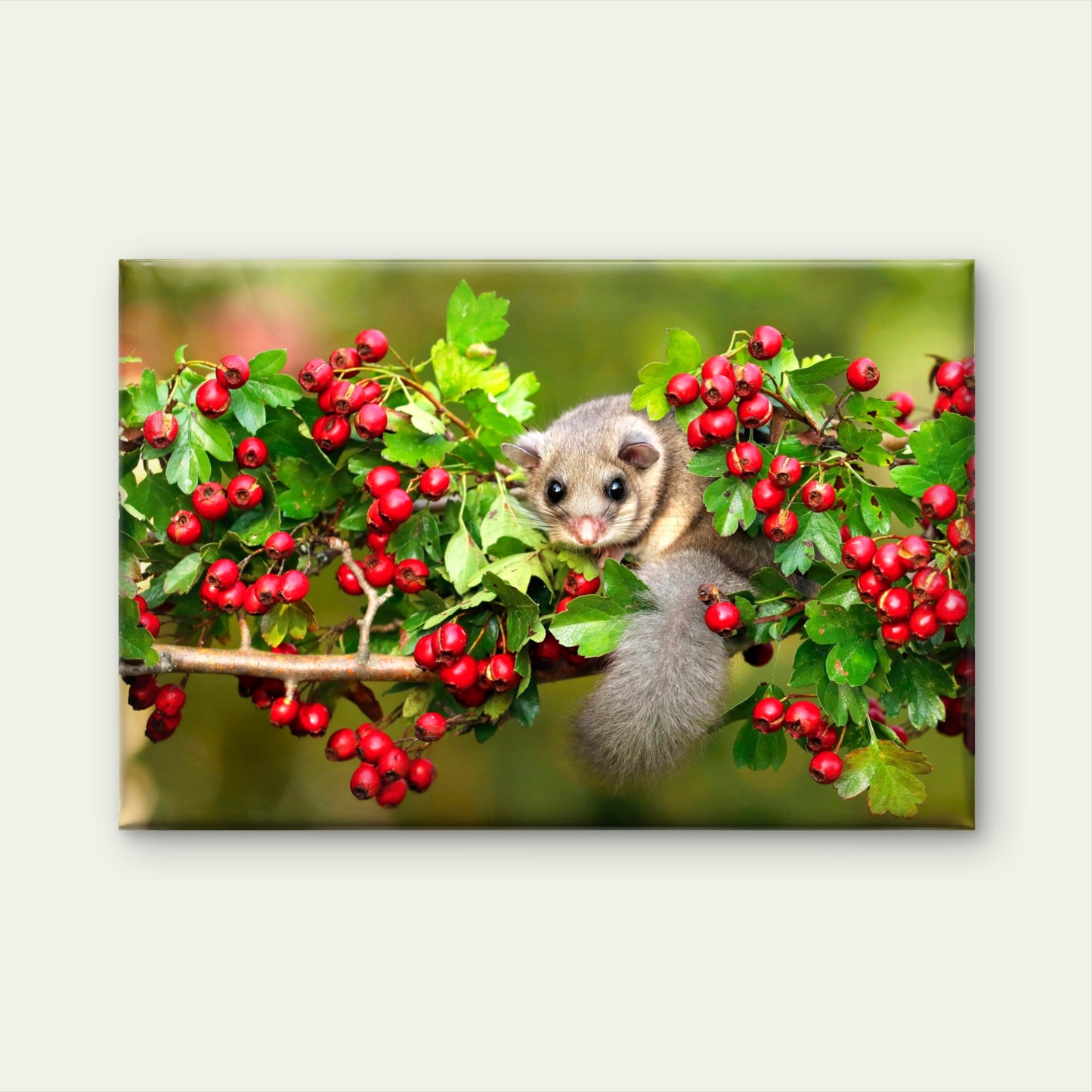 Cute European Dormouse on Autumn Berries Wall Art Decor 100% Australian Made