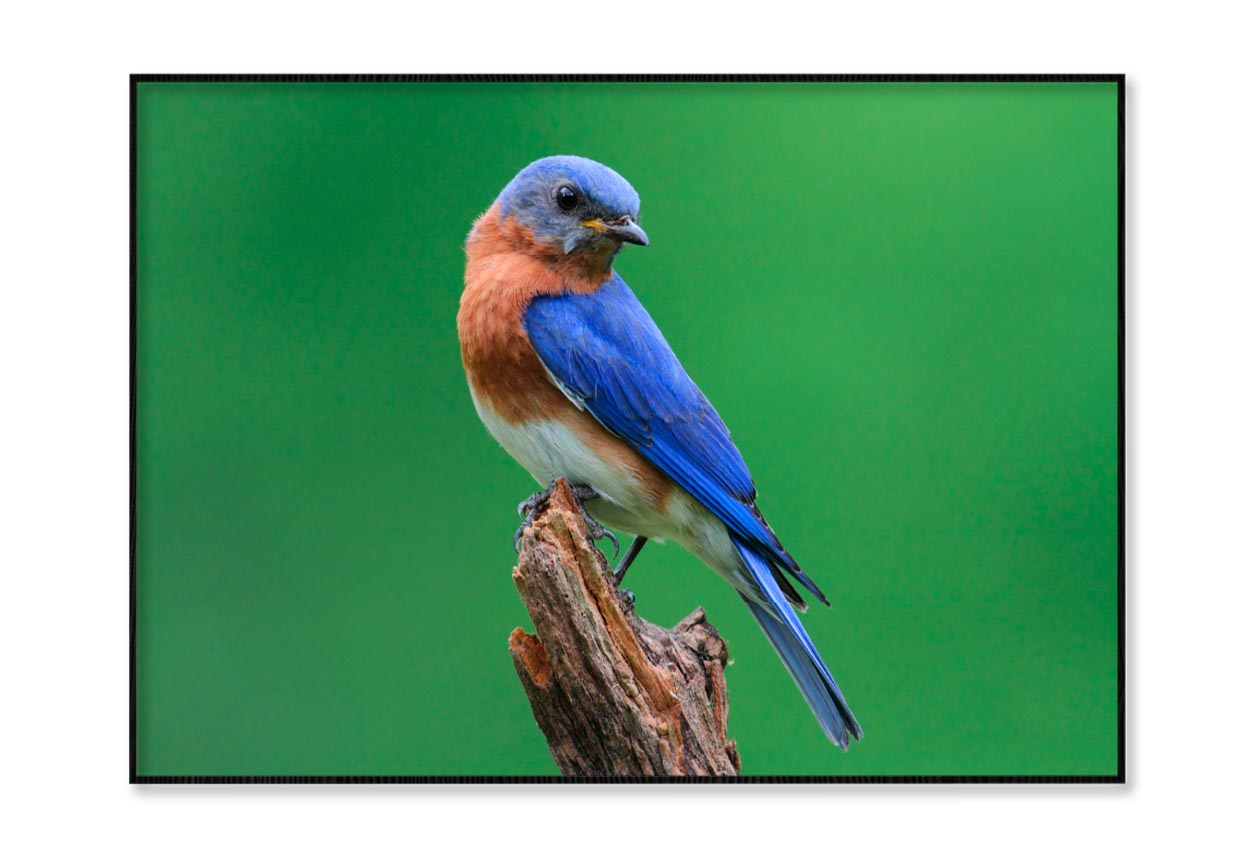 Blue Bird Sitting on Top of a Tree Branch Home Decor Premium Quality Poster Print Choose Your Sizes - Bella Home Decor