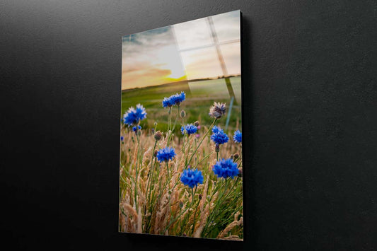 Beautiful Blue Cornflowers Acrylic Glass Print Tempered Glass Wall Art 100% Made in Australia Ready to Hang