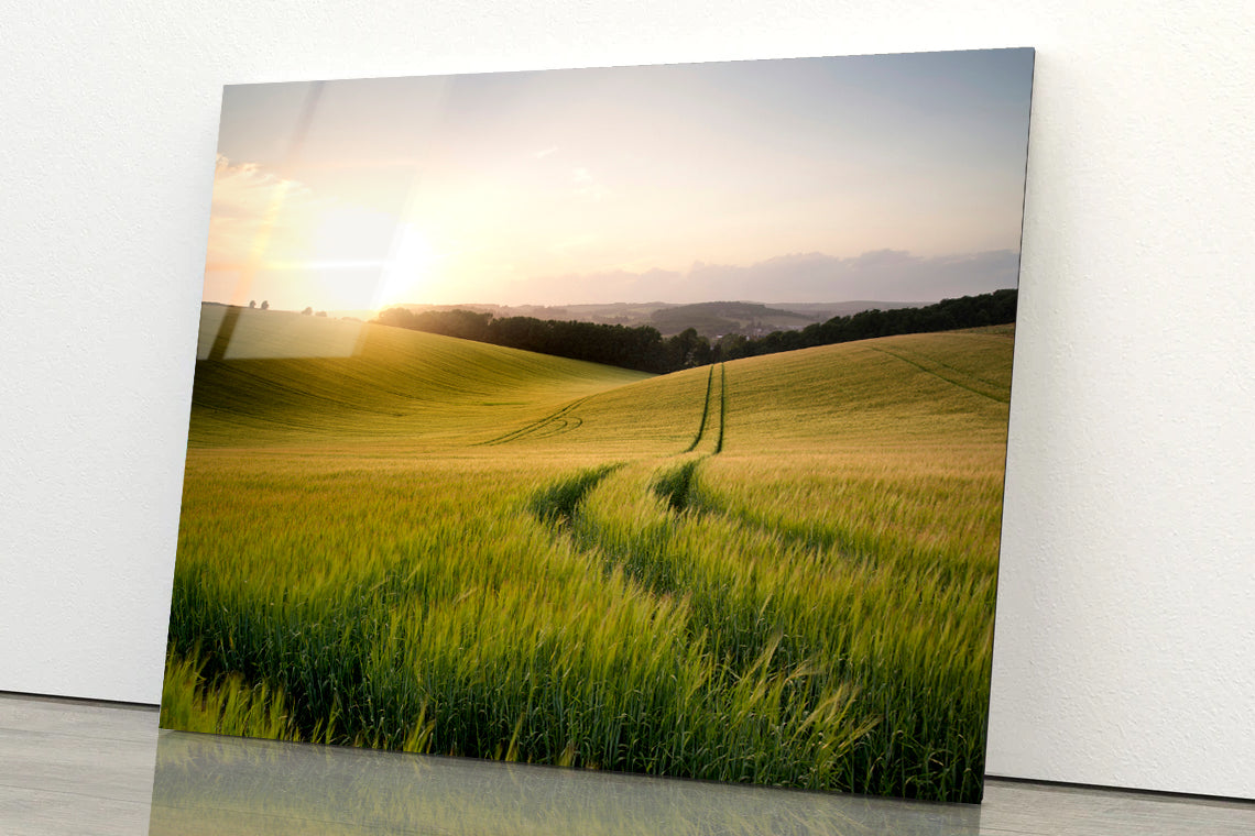 View of a Grassy Field with a Sun, Sky & Plants Acrylic Glass Print Tempered Glass Wall Art 100% Made in Australia Ready to Hang