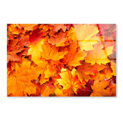 Autumn Orange Leaves Acrylic Glass Print Tempered Glass Wall Art 100% Made in Australia Ready to Hang