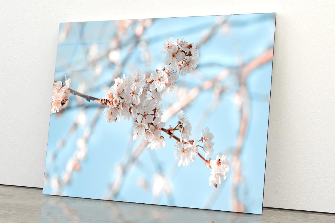 Close-Up Of the Blossoming Branch in Spring Acrylic Glass Print Tempered Glass Wall Art 100% Made in Australia Ready to Hang - Bella Home Decor
