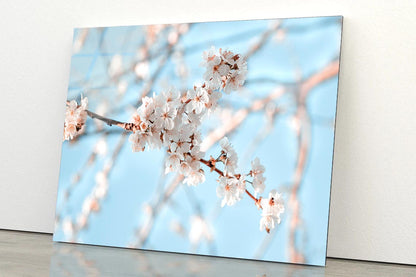 Close-Up Of the Blossoming Branch in Spring Acrylic Glass Print Tempered Glass Wall Art 100% Made in Australia Ready to Hang - Bella Home Decor